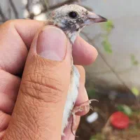 سهره|پرنده|شاهینشهر, شهرک سایت|دیوار