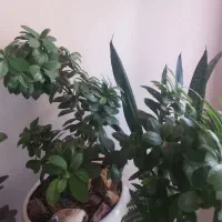 بن سای اصل بزرگ