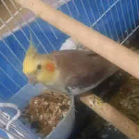 عروس هلندی نر و ماده، جفت