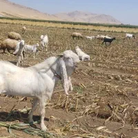 بز وبزغاله  گلابی اصل