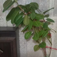 گل طبیعی|گل و گیاه طبیعی|نیشابور, فردوسی جنوبی|دیوار