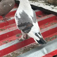 کبوتر رنگی و شهرستانی