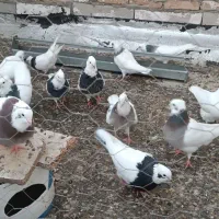 طوقی خالدار