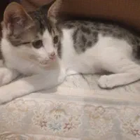 بچه گربه ای قشنگ،،بامزه و پرانرژی