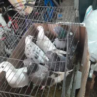 ۶ تا کبوتر