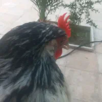 مرغ و خروس زینتی