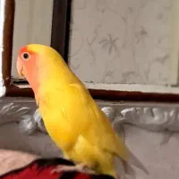 کوتوله ماده صورت هلویی