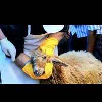 بشتابید*گوسفند قربانی مزررعه نمونه((زنده|حیوانات مزرعه|مشهد, ارشاد|دیوار