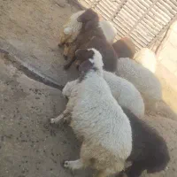 بره