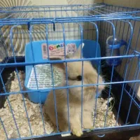 خرگوش لوپ تربیت شده ناناز