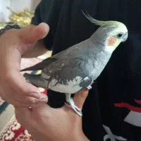 عروس
