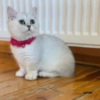 گربه اسکاتیش بیریتیش