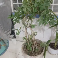 گل شلفرا