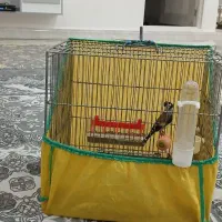 سهره|پرنده|کوهدشت, |دیوار