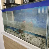 آکواریوم