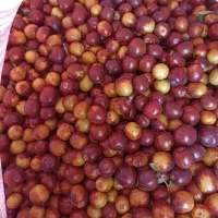 عناب تازه