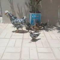 فروش جوجه دوماهه سیبرایت