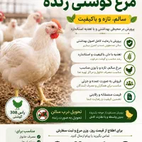 فروش ویژه مرغ زنده گوشتی ، کاملا سالم و ارگانیک