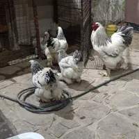 تخم نطفه دار برهما