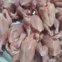 غذای سگ و گربه