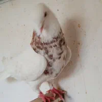 کبوتر طوقی هفت‌رنگ نر