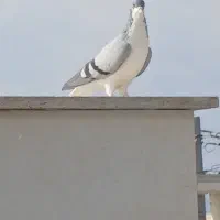 کبوتر|پرنده|قزوین, |دیوار