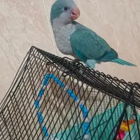 راهب|پرنده|بانه, |دیوار