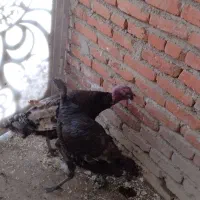 بوقلمون