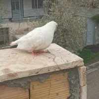 کبوتر