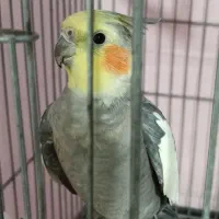 عروس هلندی نر