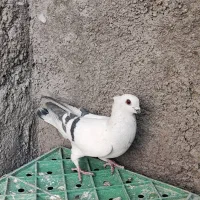 ماده شامی گمشده