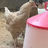 حیوانات مزرعه