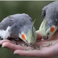 عروس هلندی