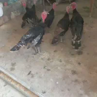 بوقلمون نروماده