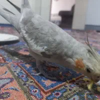 عروس هلندی