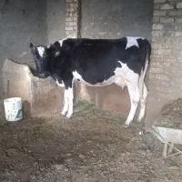 گاو شیری با گوساله ماده