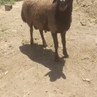 بره قوچ همو شال