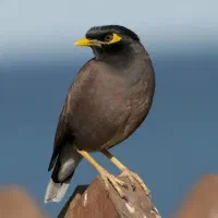 مینای سخنگو زیبا