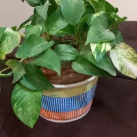 گل برای گل روز مادر