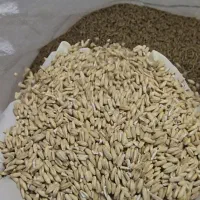 دانه جودوسرآلمانی/پوست کنده/اوتمیل/جودوسرشکلاتی