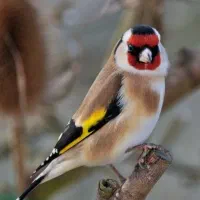سهره