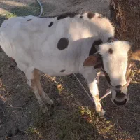 گوساله