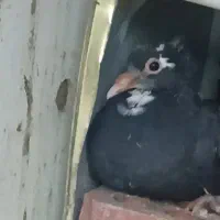 یک عدد جوجه پلنگ کم کردم