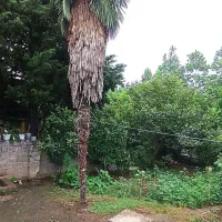 درخت پالم