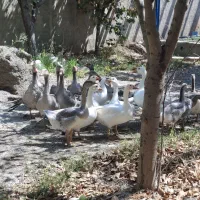 همه