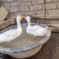 فروش اردک