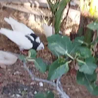 کبوتر طوق اصل با ضمانت