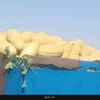 خربزه مشهدی