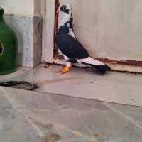 ۴تا کفتر آس
