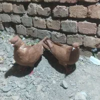 کبوتر